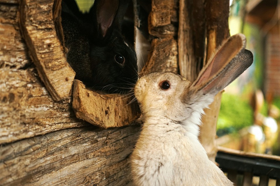 Easter or spring tent adventure